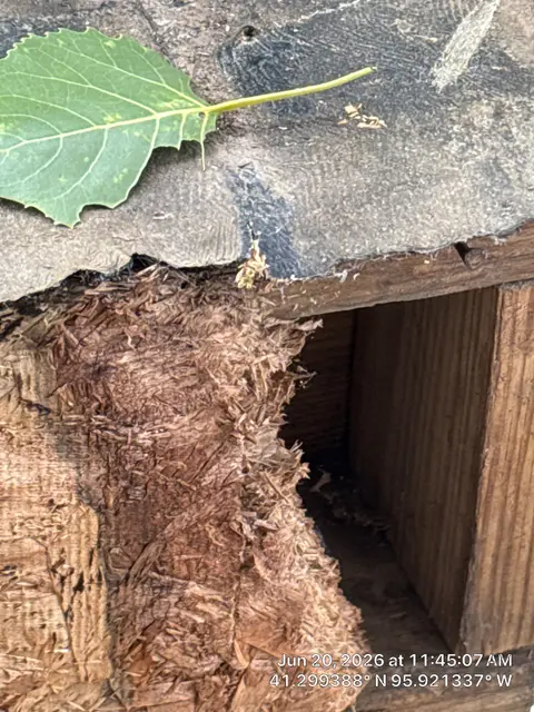 Roof Deck and OSB Sheathing Repair in Carter Lake, IA – photo 2